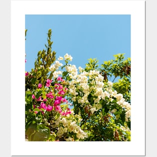 Bougainvillea Flowers Posters and Art